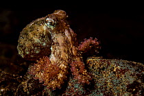Red octopus / Ruby octopus (Octopus rubescens) hunting at night, Vancouver Island, British Columbia, Canada, Pacific Ocean.