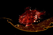 Portrait of a Pacific spiny lumpsucker (Eumicrotremus orbis) suctioned to a kelp frond, Vancouver Island, British Columbia, Canada, Pacific Ocean.