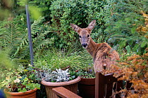 Roe deer (Capreolus capreolus) doe caught grazing potted plants on a patio, Wiltshire, UK. October.