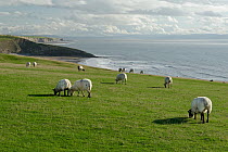 Domestic sheep (Ovis aries) grazing clifftop grassland, Southerndown, Glamorgan, Wales, UK. October.