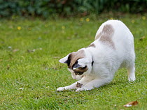 Snowshoe cat (Felis catus) playing with dead Long-tailed field mouse (Apodemus sylvaticus) prey on a garden lawn, Wiltshire, UK. April.