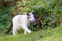 Snowshoe cat (Felis catus) carrying a Long-tailed field mouse (Apodemus sylvaticus) in its mouth, Wiltshire garden, UK. April.