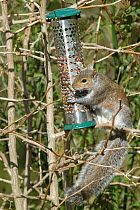 Grey squirrel (Sciurus carolinensis) stealing peanuts from a garden bird feeder, Wiltshire, UK. April.