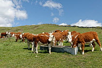 Herd of Hereford cattle (Bos taurus) bullocks gathered around a water trough on a grassland slope, Durlston Country Park, Dorset, UK. May.