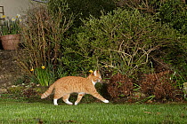 Domestic cat (Felis catus) crossing a garden lawn at night with a captured mouse in its mouth, Wiltshire, UK. April.