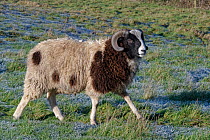 Jacob sheep (Ovis aries) ram, walking across frosted pastureland, Wiltshire, UK. December.