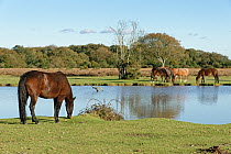 New Forest ponies (Equus caballus) grazing grassland around Green Pond, Fritham Plain, New Forest, Hampshire, UK. October.