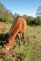 New Forest ponies (Equus caballus) grazing heathland, Nomansland, New Forest, Hampshire, UK. October.