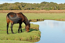 New Forest pony (Equus caballus) grazing grassland around Green Pond, Fritham Plain, New Forest, Hampshire, UK. October.