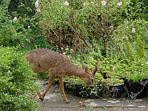 Roe deer (Capreolus capreolus) stag foraging in potted plants on a garden patio, Wiltshire, UK, September.