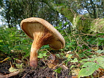 Brown roll-rim mushroom (Paxillus involutus) growing in deciduous woodland leaf litter, Kenfig NNR, Wales, UK, October.