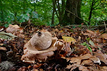 Collared earthstar mushroom (Geastrum triplex) among Beech woodland leaf litter, Buckholt wood NNR, Gloucestershire, UK, October.