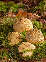 Pigskin poison puffball mushroom (Scleroderma citrinum) group on mossy woodland floor in Beech woodland, New Forest, Hampshire, UK, October.