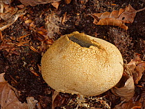 Pigskin poison puffball mushroom (Scleroderma citrinum) splitting open to release spores among woodland floor leaf litter in ancient Beech woodland, New Forest, Hampshire, UK, October.