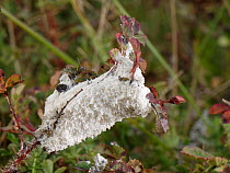 Dog vomit slime mould (Fuligo septica) on vegetation in stable dune grassland, Merthyr Mawr Warren NNR, Wales, UK, October.