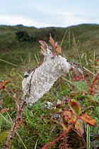 Dog vomit slime mould (Fuligo septica) on vegetation in stable dune grassland, Merthyr Mawr Warren NNR, Wales, UK, October.