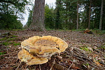 Velvet-top fungus (Phaeolus schweinitzii) growing on forest floor below coniferous trees, New Forest, Hampshire, UK, October.