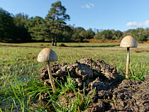 Egghead mottlegill mushrooms (Panaeolus semiovatus) growing on horse dung in grassland clearing surrounded by woods, New Forest, Hampshire, UK, October.