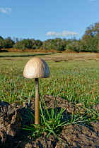 Egghead mottlegill mushroom (Panaeolus semiovatus) growing on horse dung in grassland clearing surrounded by woods, New Forest, Hampshire, UK, October.