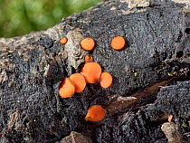 Eyelash cup fungus (Scutellinia scutellata) growing on rotten log in damp deciduous woodland, Kenfig NNR, Wales, UK, October.
