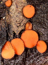 Eyelash cup fungus (Scutellinia scutellata) growing on rotten log in damp deciduous woodland, Kenfig NNR, Wales, UK, October.