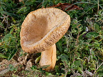Milkcap mushroom (Russulaceae sp.) infected with another fungus (Hypomyces lateritius) which leads to fused gills, Oxwich Burrows nature reserve, Wales, UK, October.