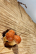 Golden scalycap mushrooms (Pholiota aurivella) growing from felled Common ash (Fraxinus excelsior) tree trunk stacked in woodland ride, GWT Lower Woods reserve, Gloucestershire, UK, October.