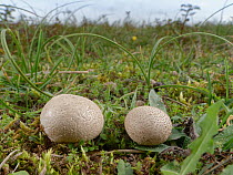 Grassland puffball mushroom (Lycoperdon lividum) growing on stable coastal sand dunes, Merthyr Mawr Warren NNR, Wales, UK, October.