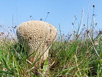 Mosaic puffball mushroom (Calvatia utriformis) growing on permanent pasture grassland, Dorset, UK, September.