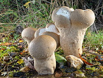 Pestle puffball mushroom (Handkea excipuliformis) group growing on woodland edge grassland, New Forest, Hampshire, UK, October.