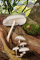 Porcelain mushroom (Oudemansiella mucida) clump growing on trunk of rotting Common beech tree (Fagus sylvatica), New Forest, Hampshire, UK, October.