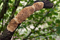 Cinnamon porecrust fungus (Phellinus ferreus) growing on underside of European hazel (Corylus avellana) tree branch, Kenfig NNR, Wales, UK, October.