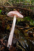 Rosy bonnet mushroom (Mycena rosea) emerging from leaf litter in deciduous woodland, Wiltshire, UK, October.