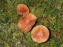 Russet toughshank mushrooms (Collybia dryophila) emerging from rotting log, GWT Lower Woods reserve, Gloucestershire, UK, October.