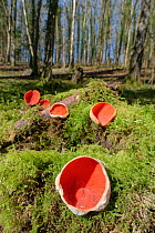 Scarlet elf cup fungi (Sarcoscypha coccinea) growing on rotten mossy log among leaf litter in deciduous woodland, Wiltshire, UK, February.