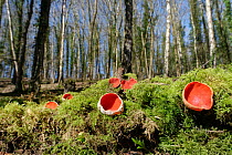 Scarlet elf cup fungi (Sarcoscypha coccinea) growing on rotten mossy log among leaf litter in deciduous woodland, Wiltshire, UK, February.