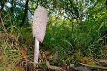 Shaggy inkcap mushroom (Coprinus comatus) growing in woodland ride, GWT Lower Woods reserve, Gloucestershire, UK, October.