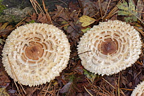 Shaggy parasol mushroom (Chlorophyllum rachodes) growing under fir trees, Wiltshire, UK, October.