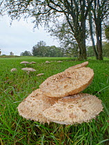 Shaggy parasol mushroom (Chlorophyllum rachodes) growing in large fairy ring on margins of golf course, Wiltshire, UK, October.