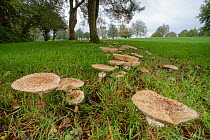 Shaggy parasol mushroom (Chlorophyllum rachodes) growing in large fairy ring on margins of golf course, Wiltshire, UK, October.
