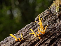 Small stagshorn fungus (Calocera cornea) growing on rotten Willow (Salix sp.) log in damp deciduous woodland, Kenfig NNR, Wales, UK, October.