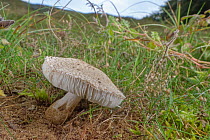 Smoky dapperling mushroom (Leucoagaricus barssii), Red Data book species in UK,  growing on stable coastal sand dunes, Merthyr Mawr Warren NNR, Wales, UK, October.