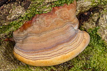 Southern bracket fungus (Ganoderma australe) developing growth rings, on rotting, fallen Common beech (Fagus sylvatica) trunk in woodland, Buckholt wood NNR, Gloucestershire, UK, October.