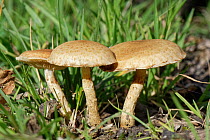 Sticky scalycap mushrooms (Pholiota gummosa) growing from buried stumps in woodland ride, GWT Lower Woods reserve, Gloucestershire, UK, October.