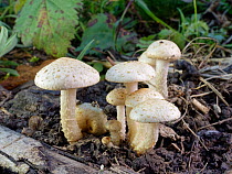 Sticky scalycap mushrooms (Pholiota gummosa) growing from buried stumps in woodland ride, GWT Lower Woods reserve, Gloucestershire, UK, October.