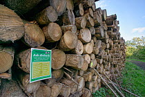 Stack of Common ash (Fraxinus excelsior) tree trunks from trees killed by Ash dieback disease (Hymenoscyphus fraxineus) felled during woodland management work with warning notice about forestry works,...