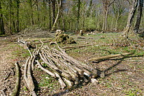 Common ash trees (Fraxinus excelsior) killed by Ash dieback disease (Hymenoscyphus fraxineus) felled during woodland management work, GWT Lower Woods, Gloucestershire, UK, April.