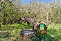 Common ash tree (Fraxinus excelsior) killed by Ash dieback disease (Hymenoscyphus fraxineus) felled during woodland management work with warning notice about forestry works, GWT Lower Woods, Glouceste...
