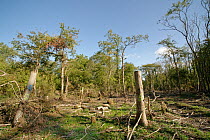 Common ash trees (Fraxinus excelsior) killed by Ash dieback disease (Hymenoscyphus fraxineus) felled during major woodland management work, GWT Lower Woods, Gloucestershire, UK, October.