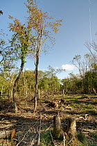 Common ash trees (Fraxinus excelsior) killed by Ash dieback disease (Hymenoscyphus fraxineus) felled during major woodland management work, GWT Lower Woods, Gloucestershire, UK, October.